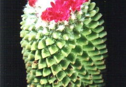 Mammillaria hidalgensis