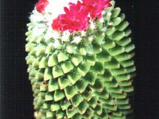 Mammillaria hidalgensis