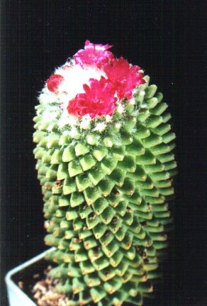 Mammillaria hidalgensis
