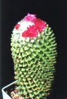 Mammillaria hidalgensis