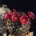 Mammillaria krasuckae