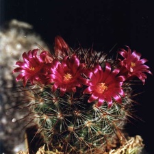 Mammillaria krasuckae