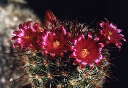 Mammillaria krasuckae