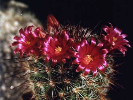 Mammillaria krasuckae