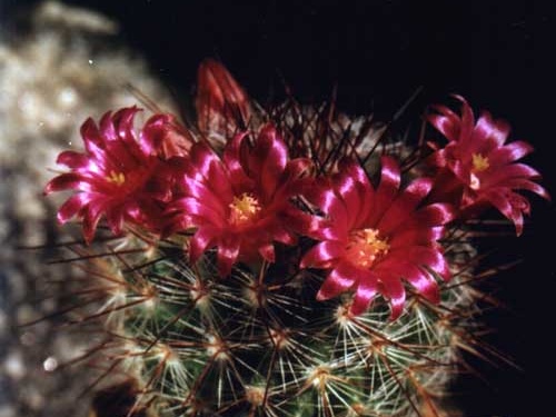 Mammillaria krasuckae