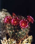 Mammillaria krasuckae