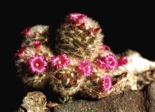 Mammillaria laui v. dasyacantha