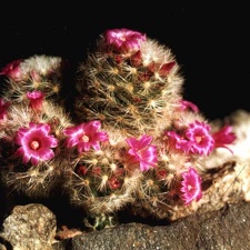Mammillaria laui v. dasyacantha