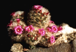 Mammillaria laui v. dasyacantha