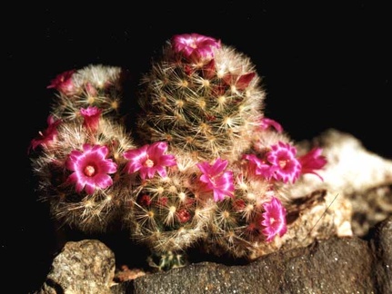 Mammillaria laui v. dasyacantha
