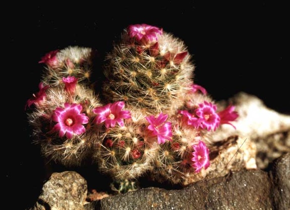 Mammillaria laui v. dasyacantha