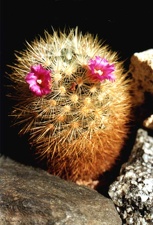 Mammillaria laui v. subducta