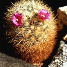 Mammillaria laui v. subducta