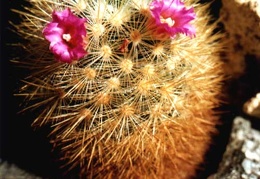 Mammillaria laui v. subducta