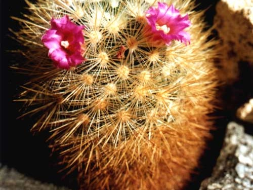 Mammillaria laui v. subducta