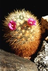 Mammillaria laui v. subducta