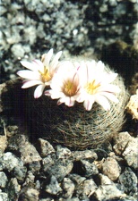 Mammillaria lenta