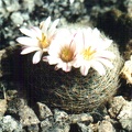 Mammillaria lenta