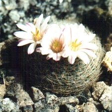 Mammillaria lenta