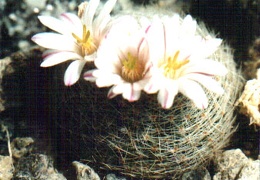 Mammillaria lenta