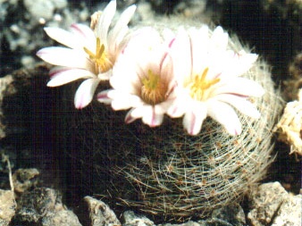 Mammillaria lenta