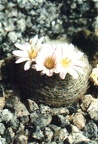 Mammillaria lenta
