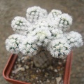 m  gracilis snow cap