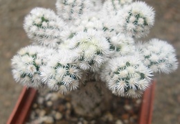 m  gracilis snow cap