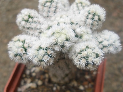 m  gracilis snow cap