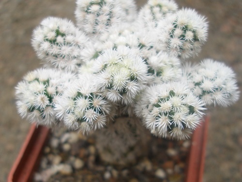m  gracilis snow cap