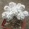 m__gracilis_snow_cap.JPG