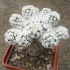 m  gracilis snow cap