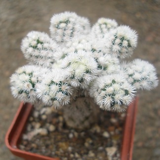 m  gracilis snow cap