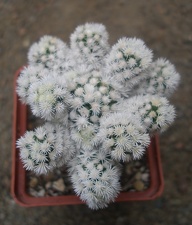 m  gracilis snow cap1