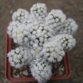 m  gracilis snow cap1