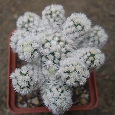 m  gracilis snow cap1