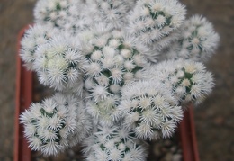 m  gracilis snow cap1