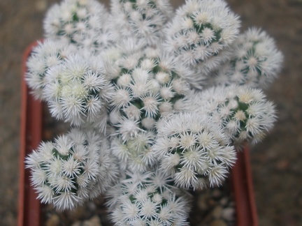 m  gracilis snow cap1