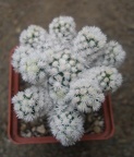 m  gracilis snow cap1