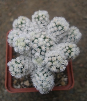 m  gracilis snow cap1