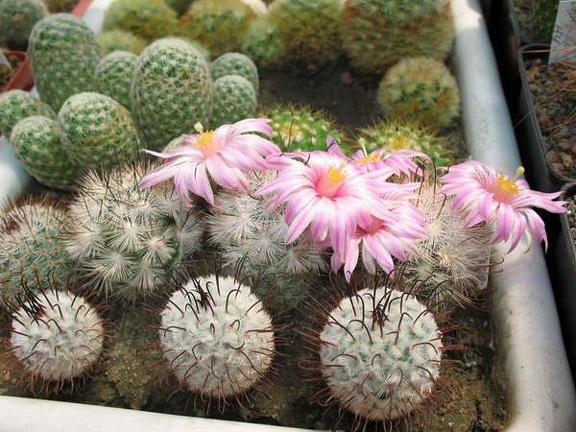 mam tetrancistra Bulakh