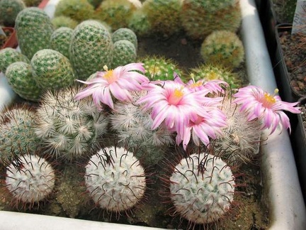 mam tetrancistra Bulakh