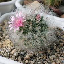 mammilaria bocasana Aplit
