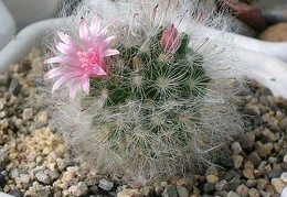mammilaria bocasana Aplit