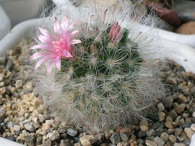 mammilaria bocasana Aplit