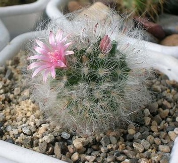 mammilaria bocasana Aplit