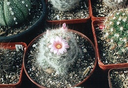 Mammillaria ascensionis var. nominis-dulcis