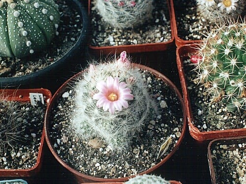 Mammillaria ascensionis var. nominis-dulcis