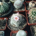 Mammillaria ascensionis var. nominis-dulcis
