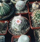 Mammillaria ascensionis var. nominis-dulcis